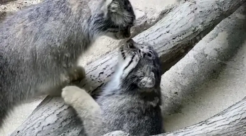 Фотография с манулом