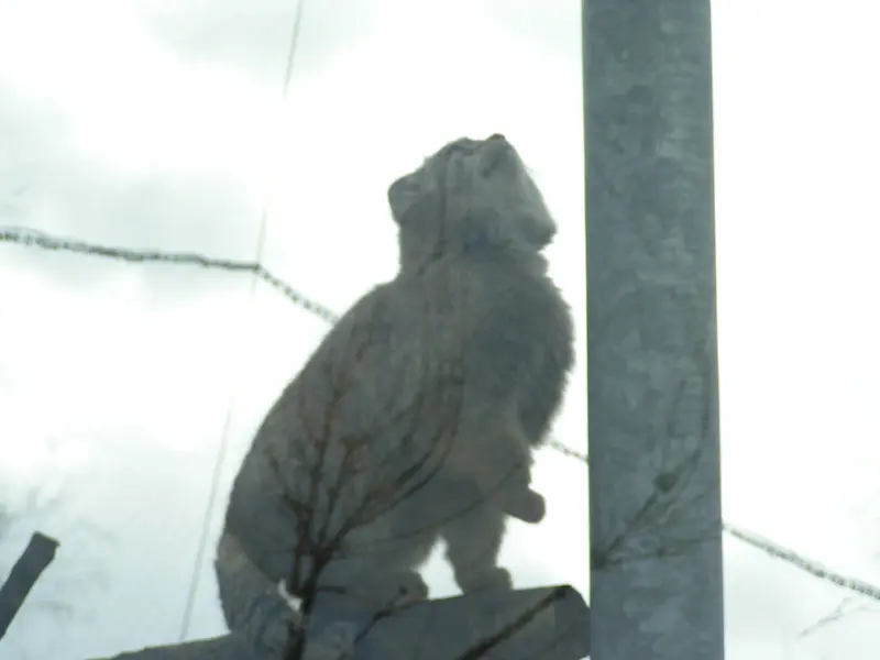 Фотография Бат-Эрдэнэ в Лэйклэнде Вайлдлайф Оазисе
