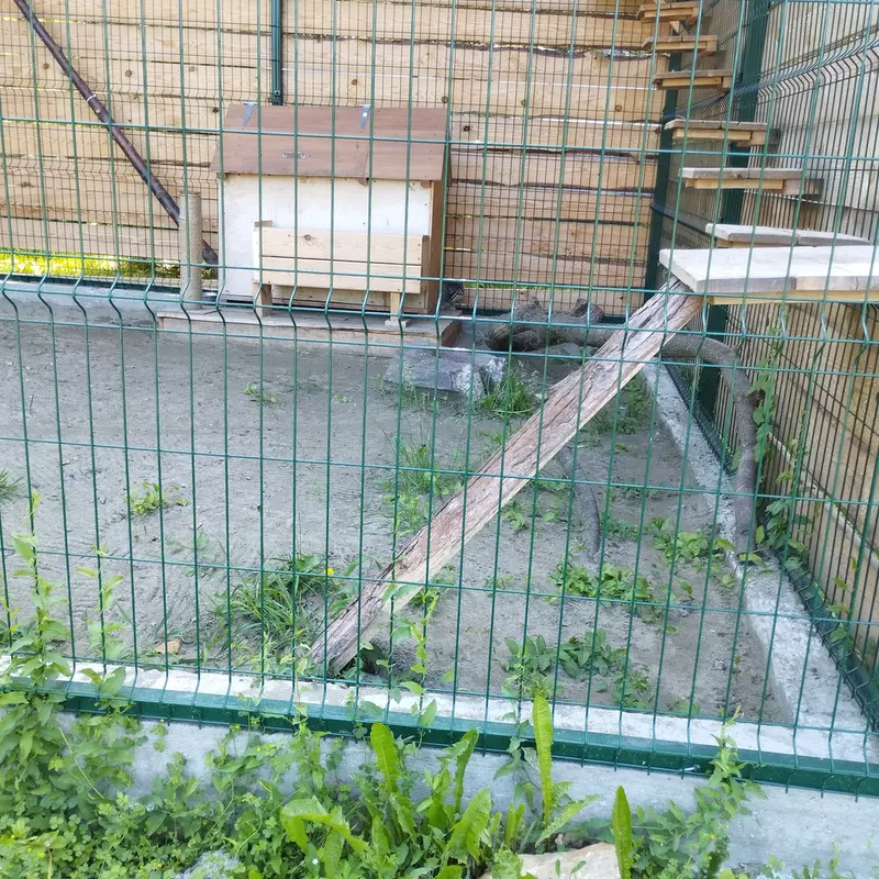 Фотография Чипа в Барнаульском Зоопарке «Лесная сказка»