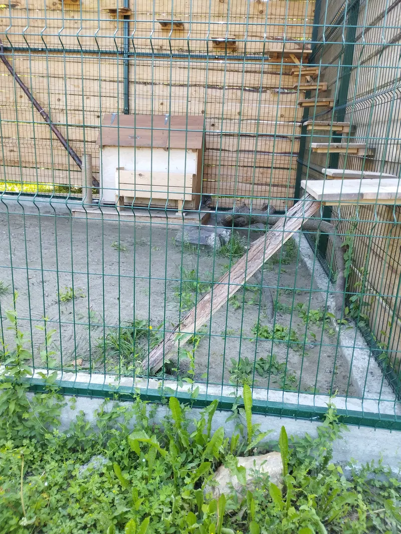 Фотография Чипа в Барнаульском Зоопарке «Лесная сказка»