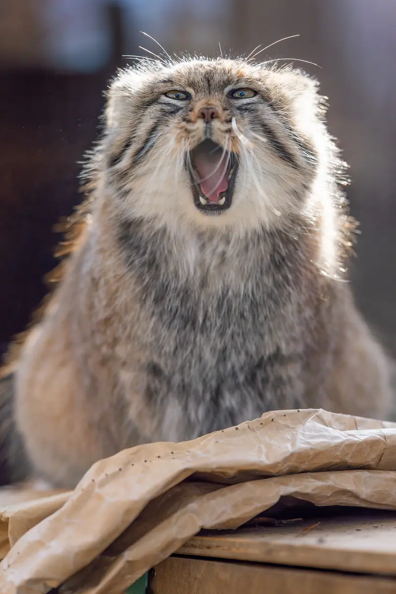 Фотография Оливы в Детском зоопарке Сайтама