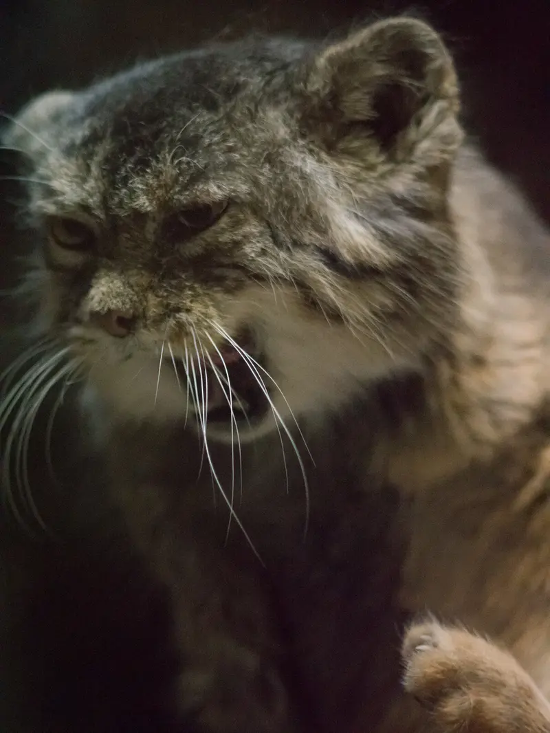 Фотография Примулы в Зоопарке Уено