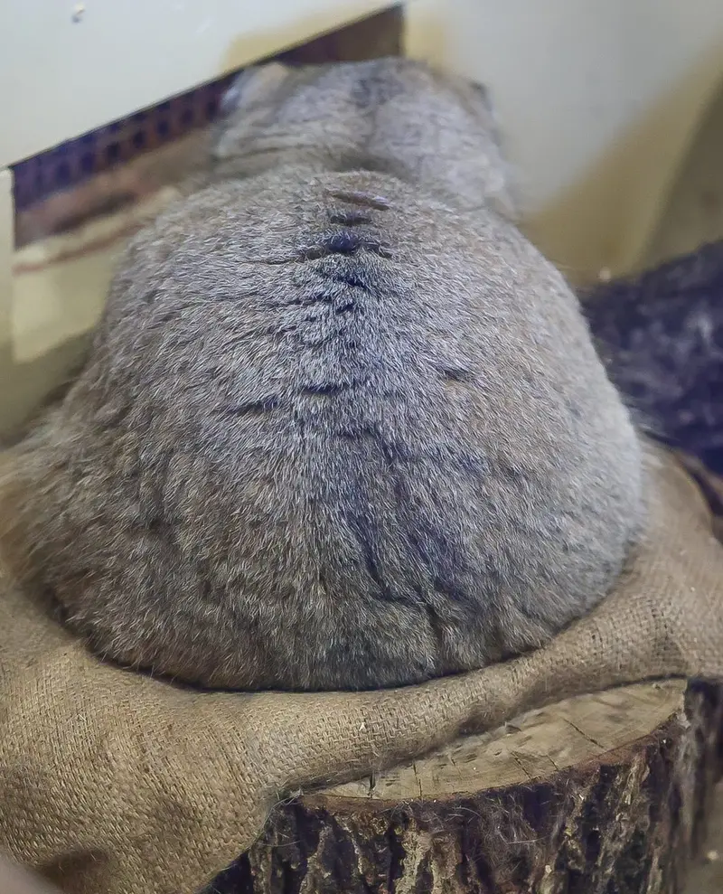 Фотография Примулы в Зоопарке Уено