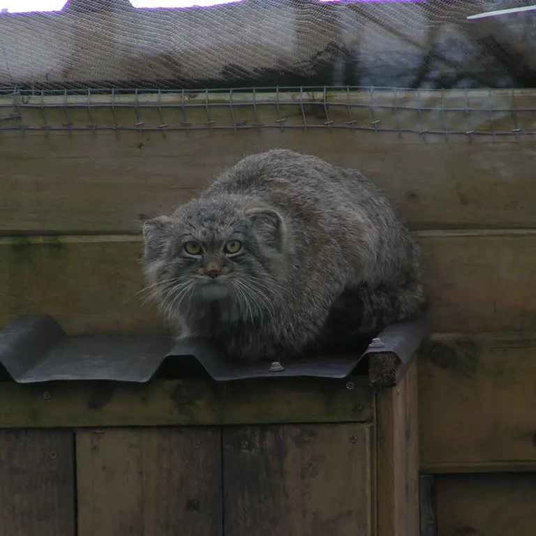 Фотография Алтая в Лэйклэнде Вайлдлайф Оазисе