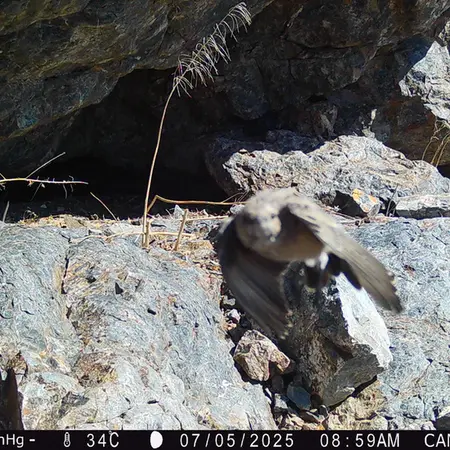 Фотография с манулом с фотоловушки Жунды 1