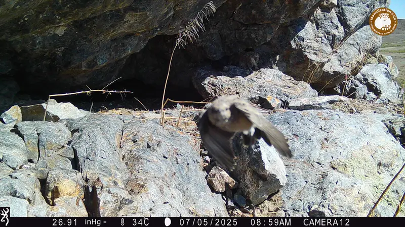 Фотография с манулом с фотоловушки Жунды 1