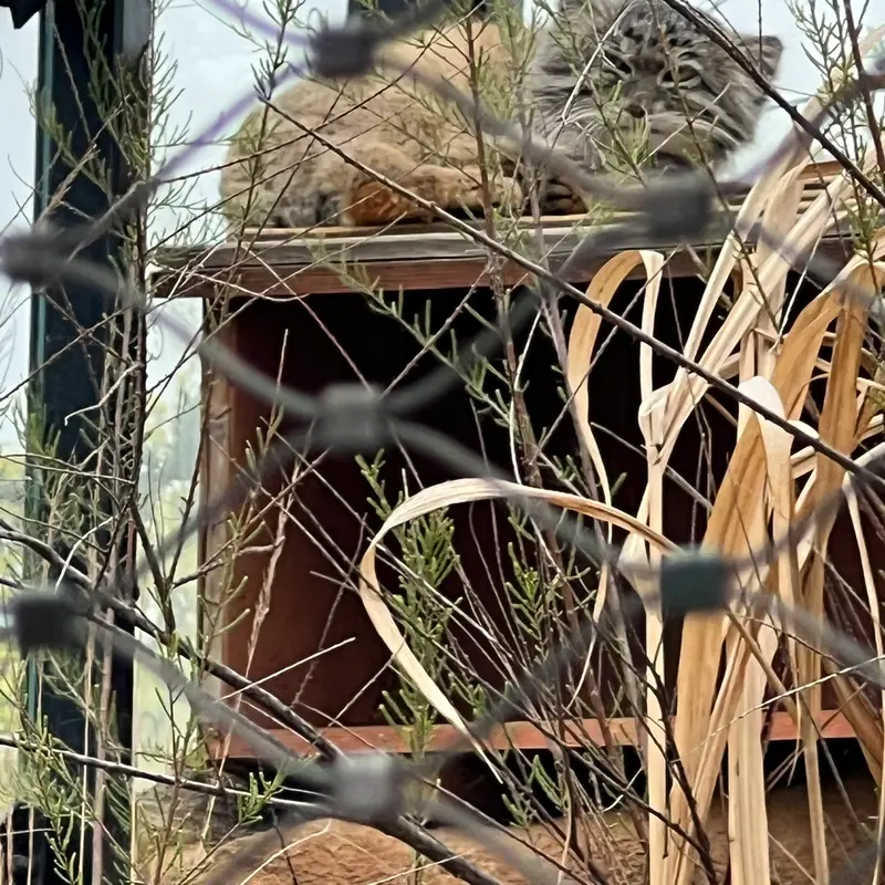 Фотография Спая в Пражском Зоопарке