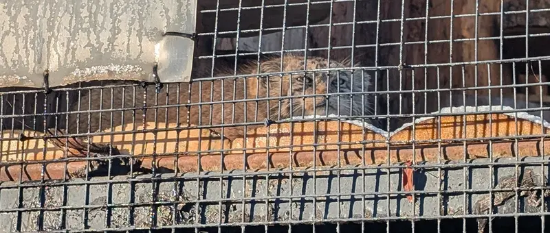 Фотография Намики в Ленинградском Зоопарке