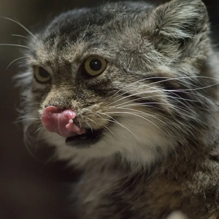 Фотография Примулы в Зоопарке Уено