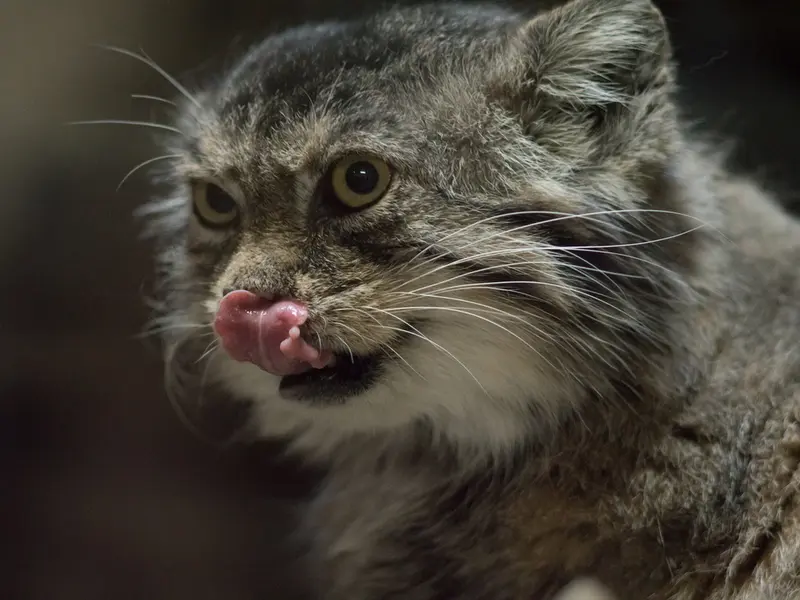Фотография Примулы в Зоопарке Уено
