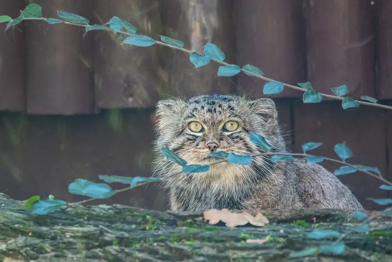 Фотография с манулом