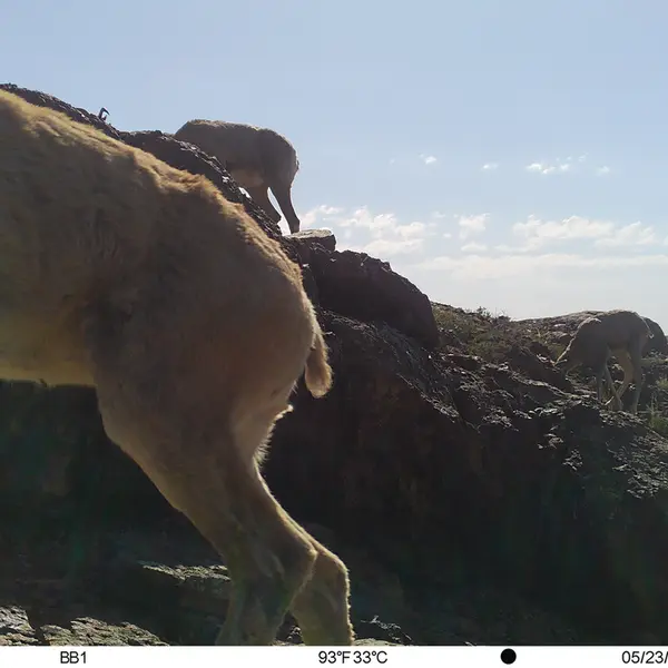 Фотография Аргали с фотоловушки Актас-Кункора