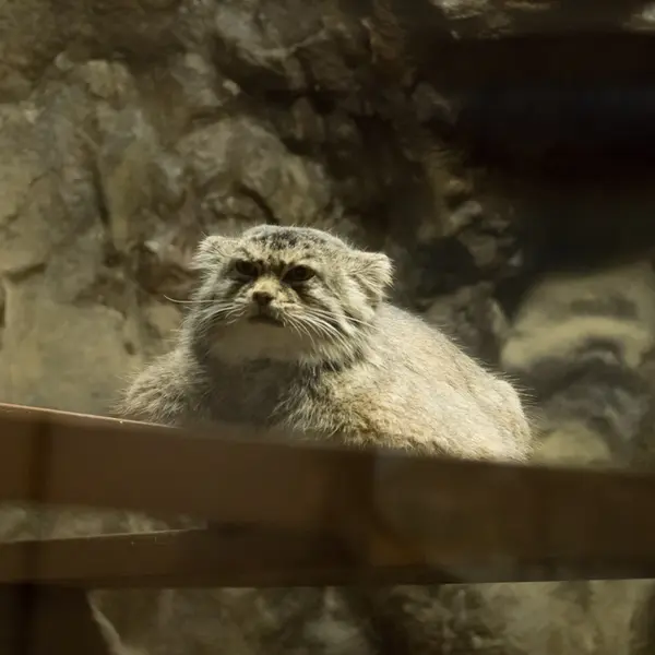 Фотография Примулы в Зоопарке Уено