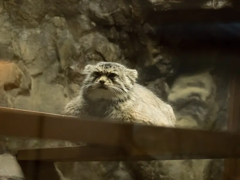 Фотография Примулы в Зоопарке Уено