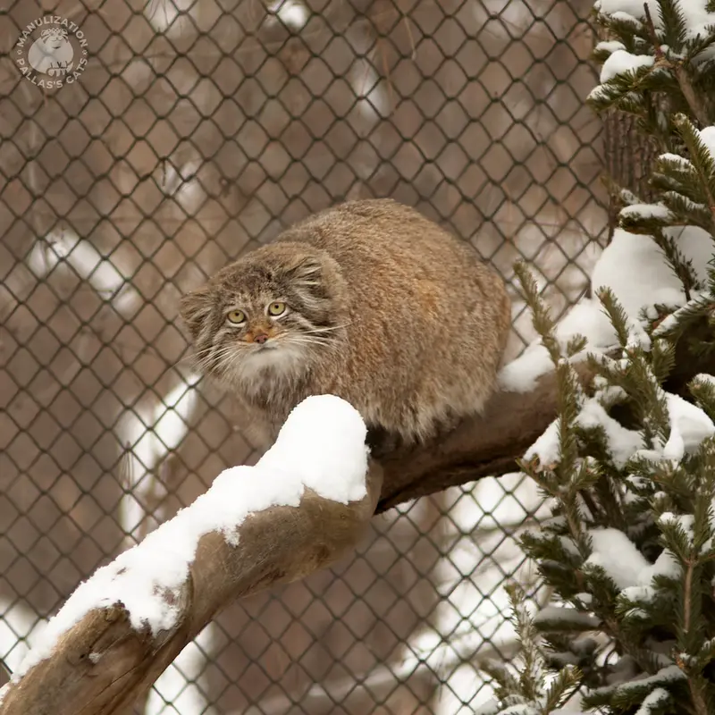 Фотография Мии в Новосибирском Зоопарке