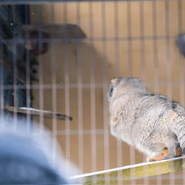 Фотография Груши в Зоопарке Асахияма