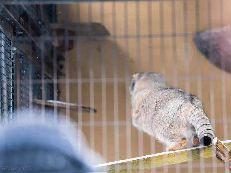 Фотография Груши в Зоопарке Асахияма