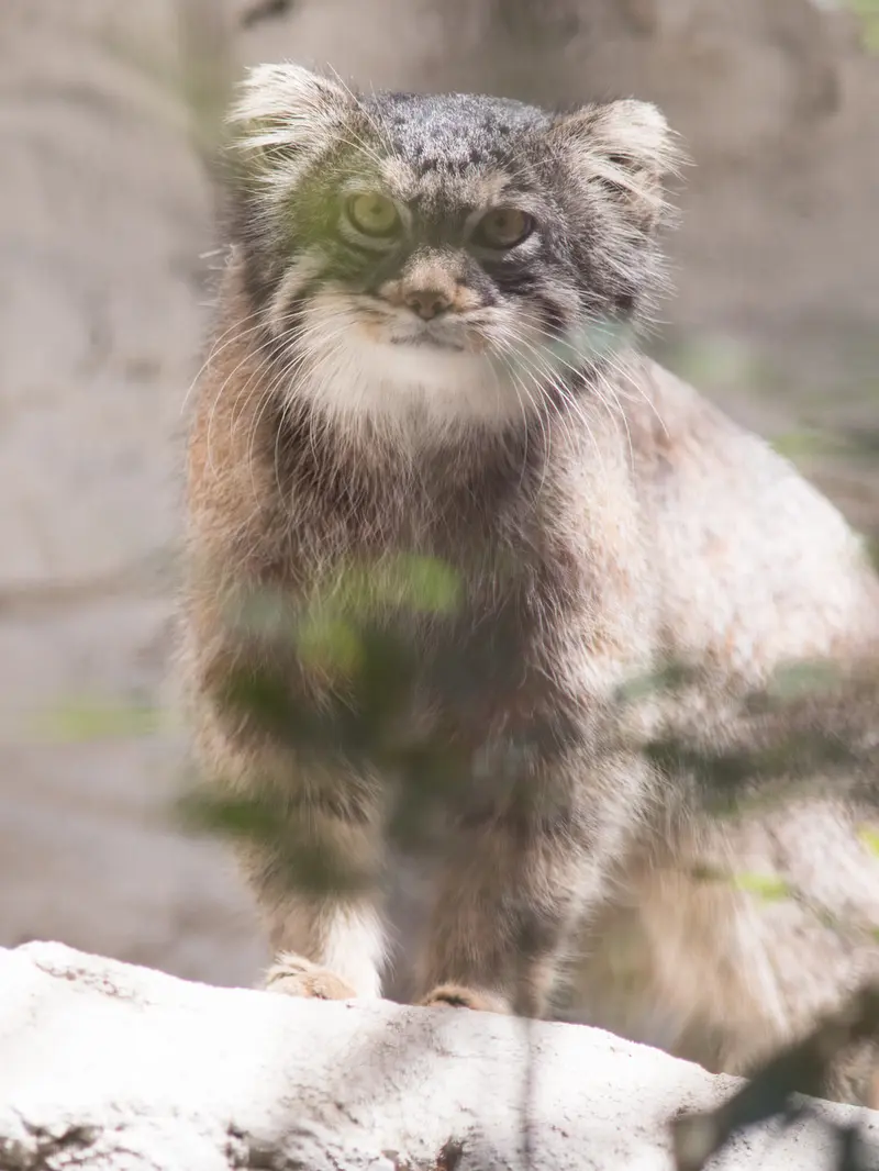 Фотография Фиги в Зоопарке Ногеяме