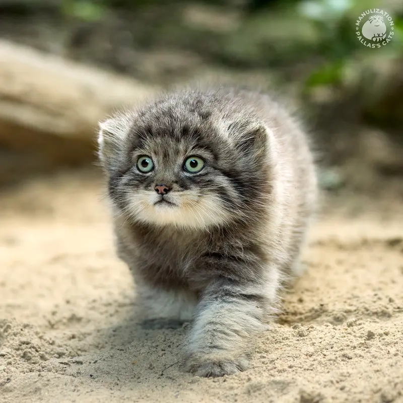 Фотография Туя́ в Ла Торбиере