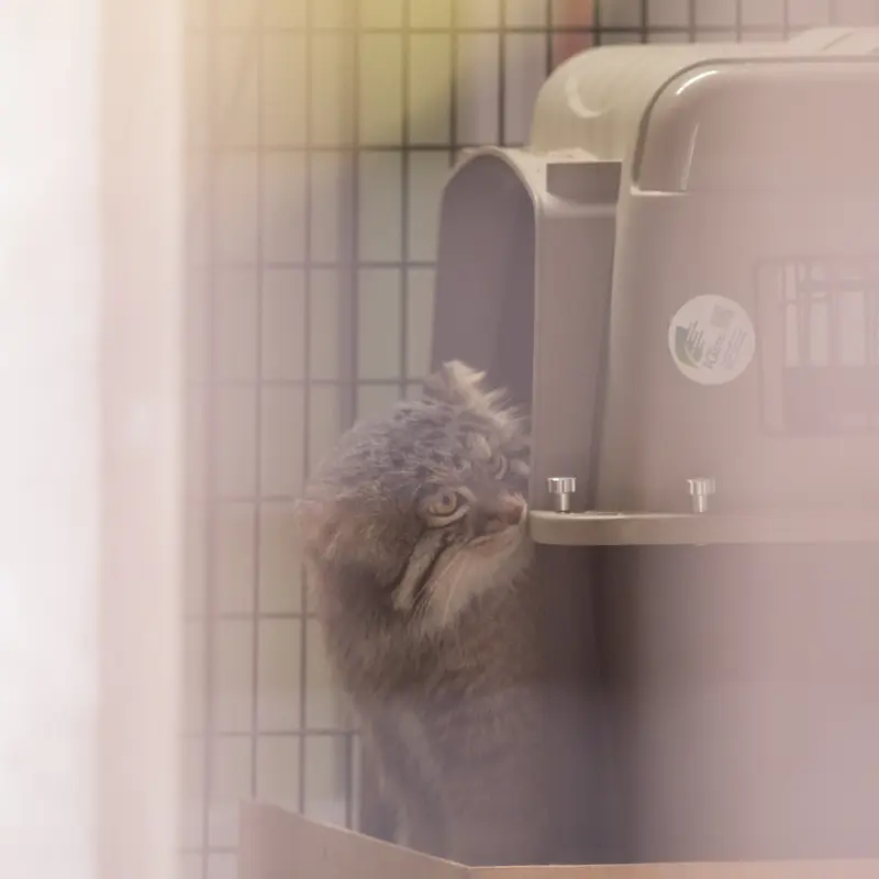 Фотография Фиги в Зоопарке Ногеяме