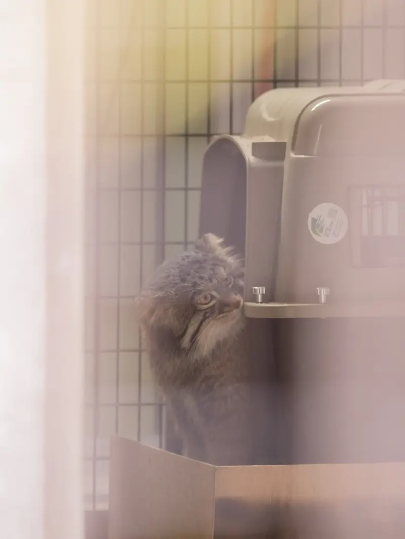 Фотография Фиги в Зоопарке Ногеяме