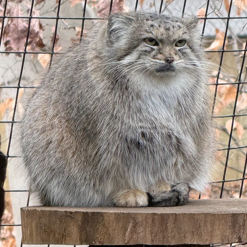 Фотография Акар в Смитсоновском Национальном Зоопарке