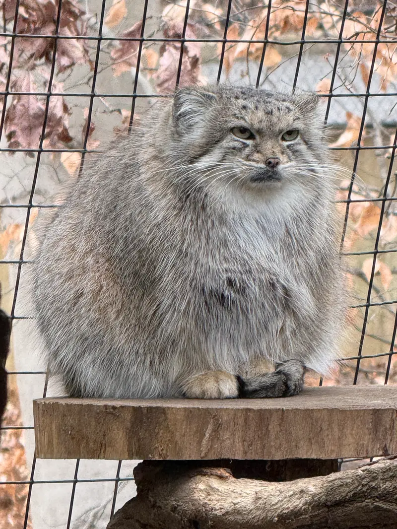 Фотография Акар в Смитсоновском Национальном Зоопарке