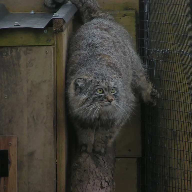 Фотография Алтая в Лэйклэнде Вайлдлайф Оазисе