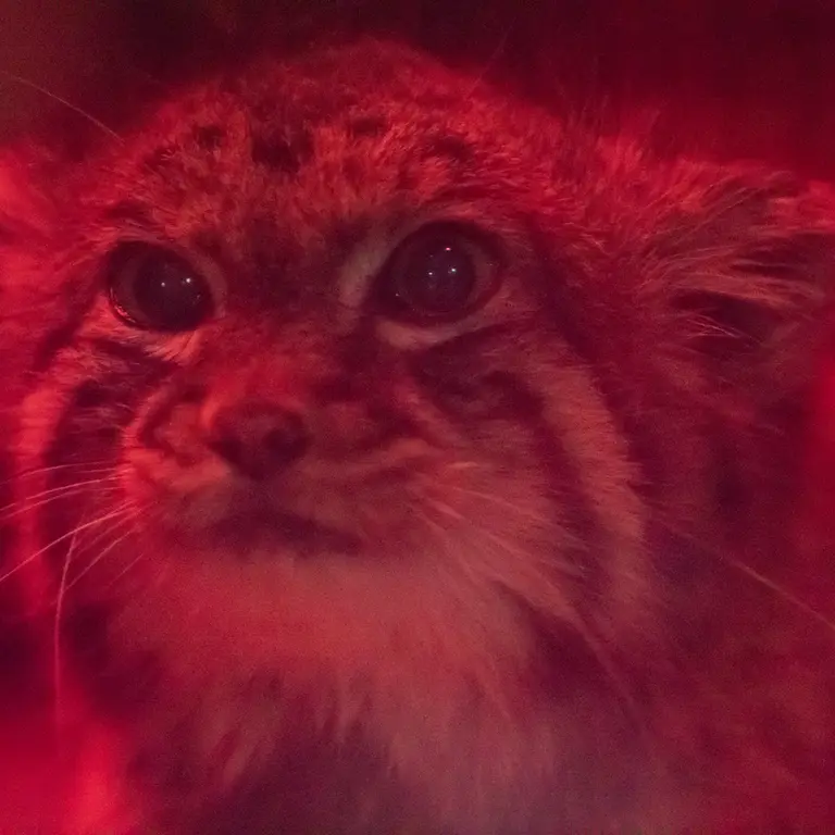 Фотография Найма в Зоопарке Уено