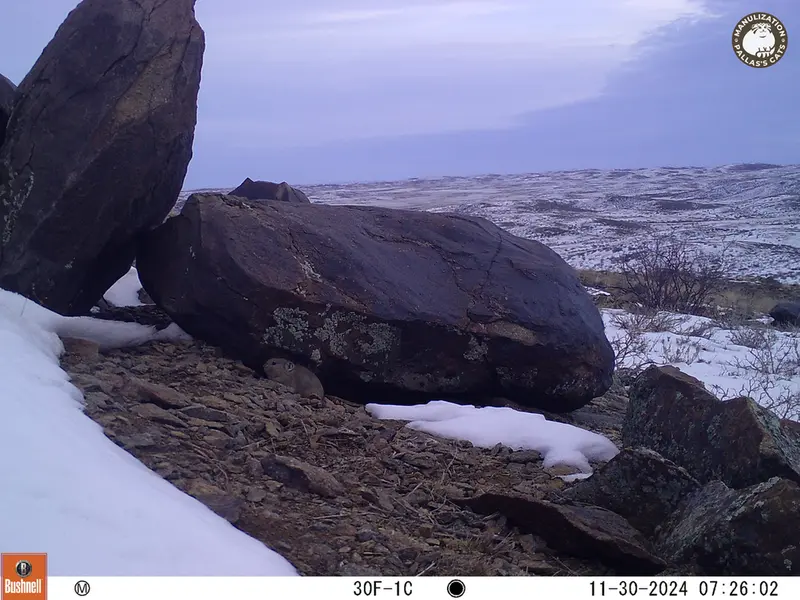 Фотография Казахскаи Пищухи с фотоловушки Кошкар