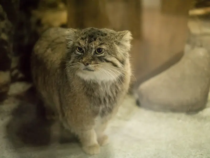 Фотография Примулы в Зоопарке Уено