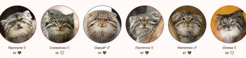 Фотография с манулом