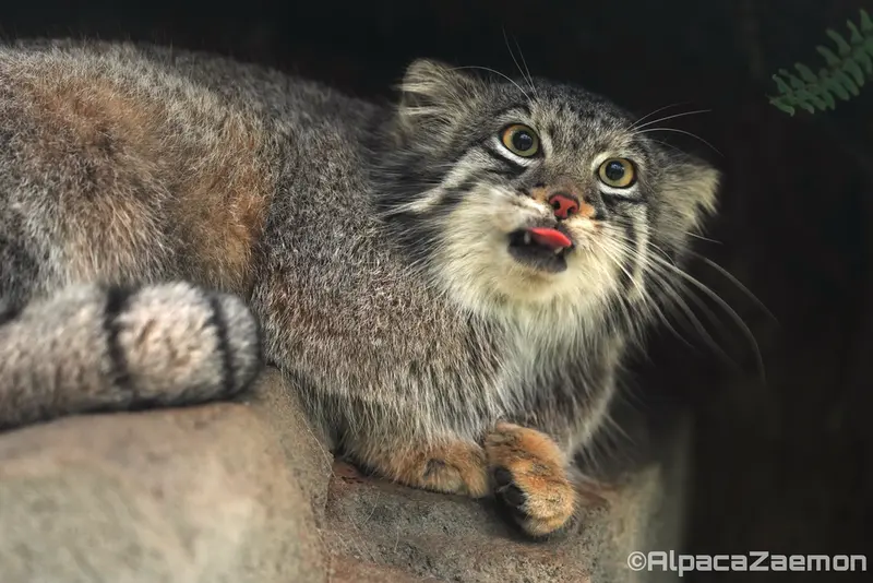 Фотография Ото в Царстве Животных Кобе