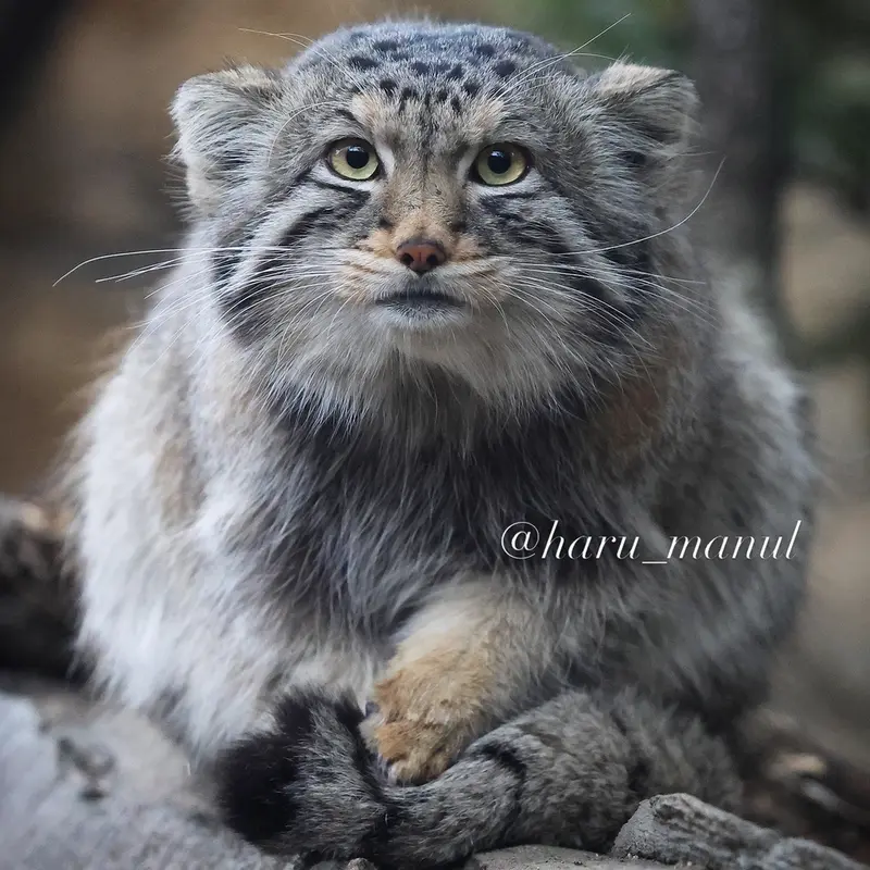 Фотография Нагому в Царстве Животных Насу