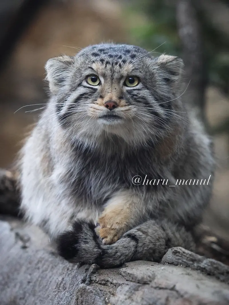 Фотография Нагому в Царстве Животных Насу