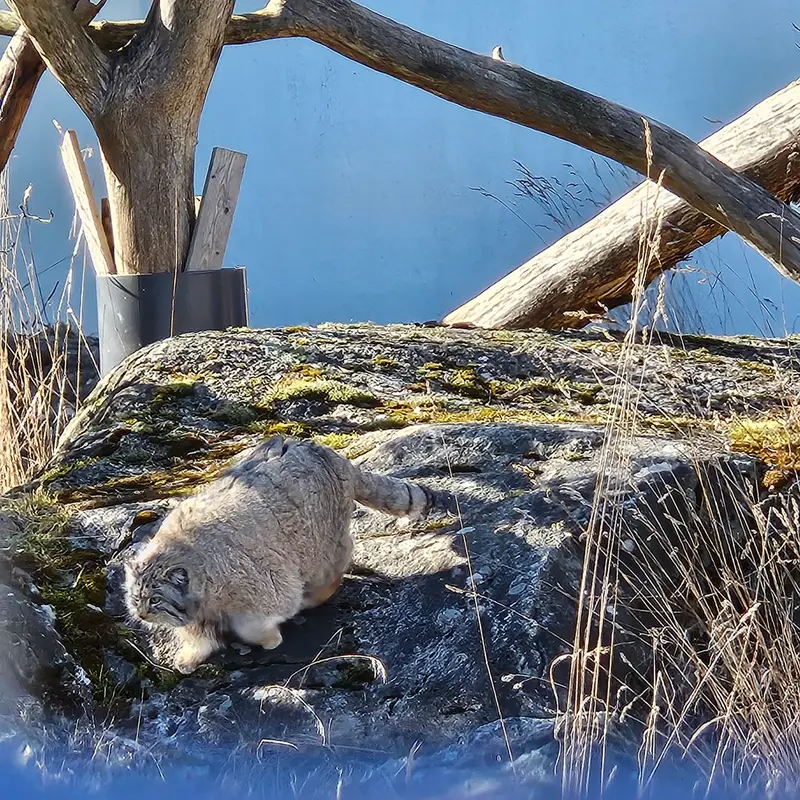 Фотография Мими в Зоопарке Коркеасаари