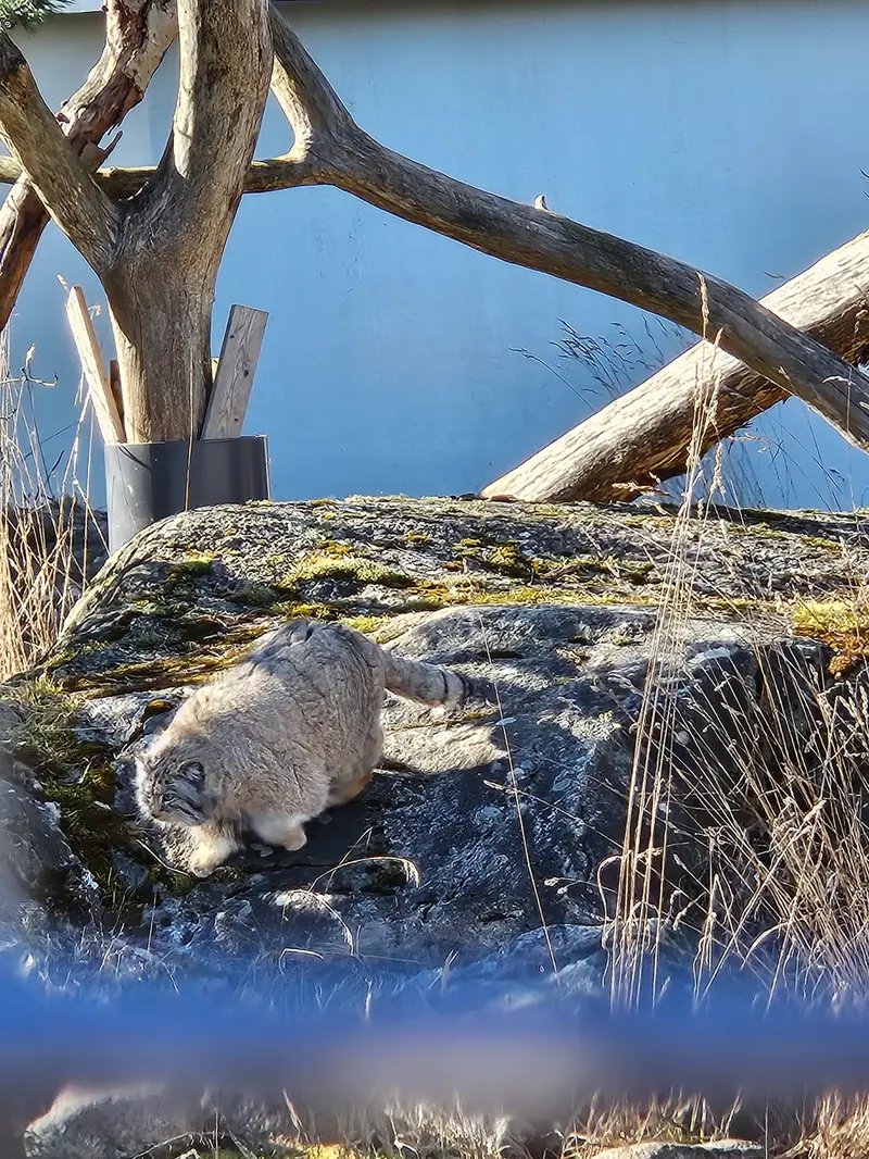 Фотография Мими в Зоопарке Коркеасаари