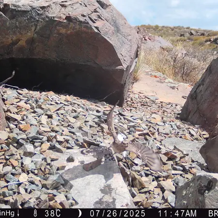 Фотография с манулом с фотоловушки Киикбай [новинка]