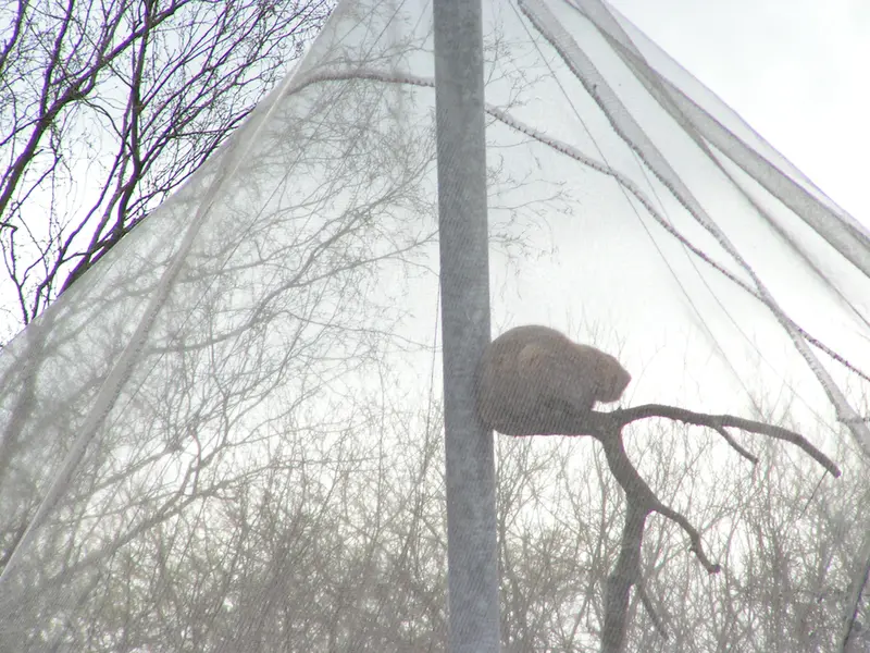 Фотография Бат-Эрдэнэ в Лэйклэнде Вайлдлайф Оазисе