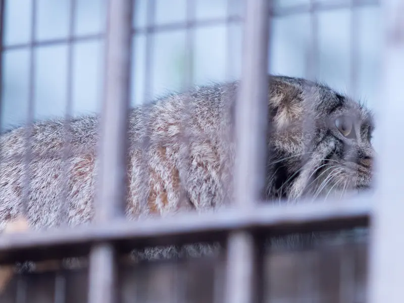 Фотография Фиги в Зоопарке Ногеяме