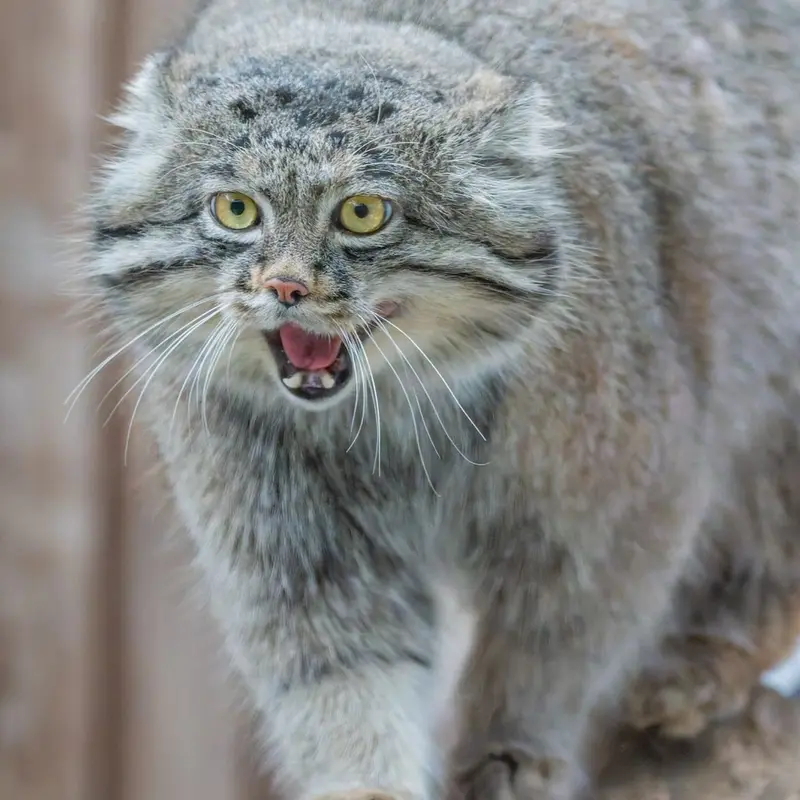 Фотография Нара в Царстве Животных Кобе