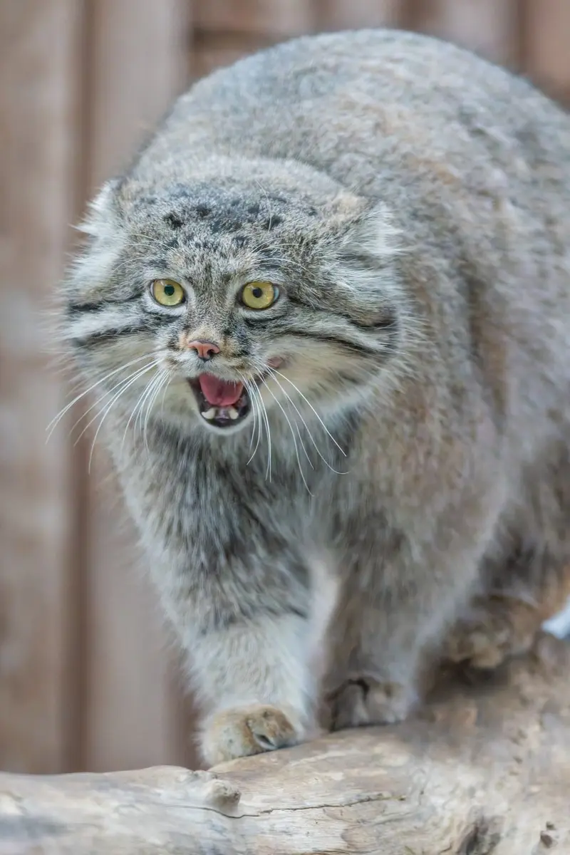 Фотография Нара в Царстве Животных Кобе