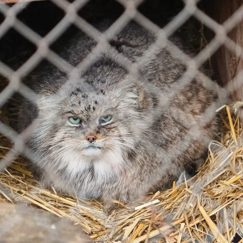 Фотография Паццо в Лодзинском Зоопарке