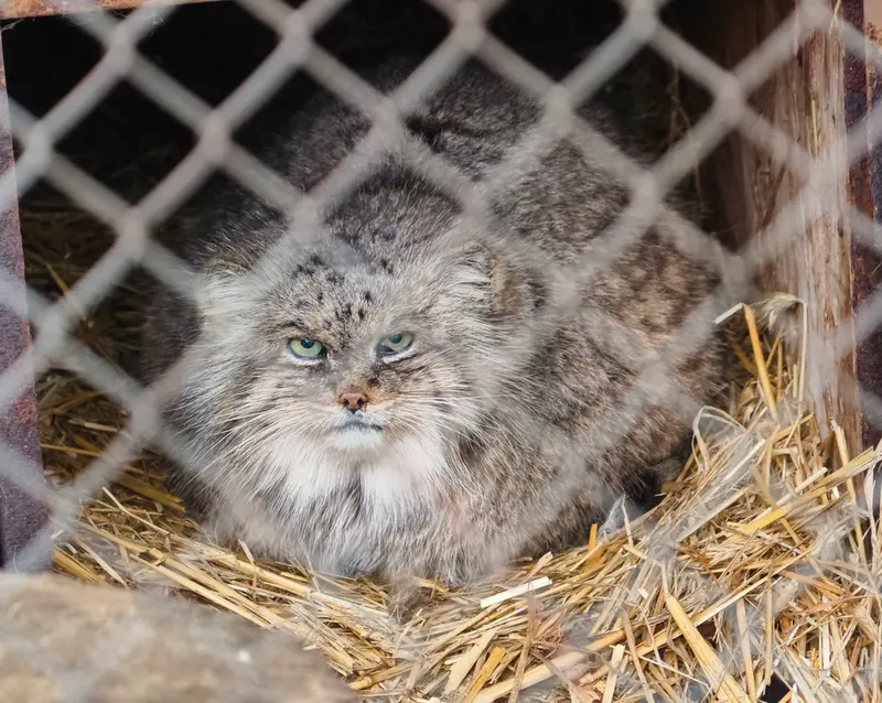Фотография Паццо в Лодзинском Зоопарке
