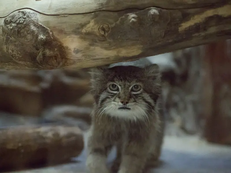 Фотография Клёна в Зоопарке Уено