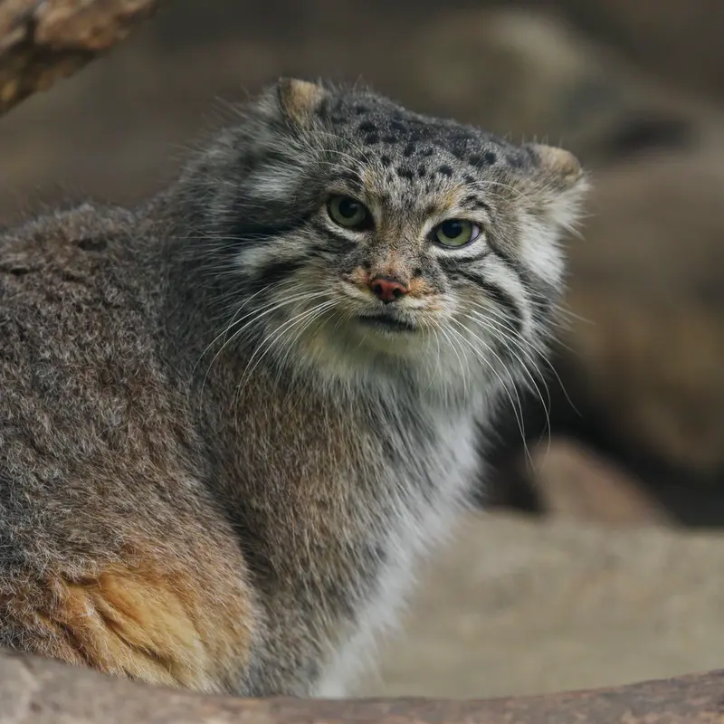 Фотография Аз в Царстве Животных Кобе