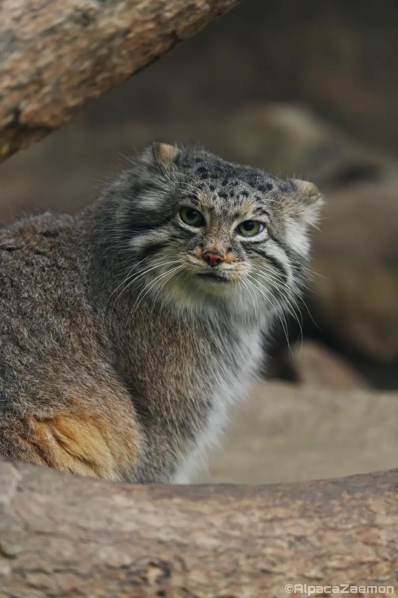 Фотография Аз в Царстве Животных Кобе