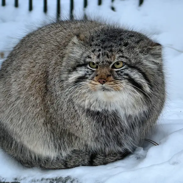 Фотография Евчика 2024 Г.р. Ⅱ в Новосибирском Зоопарке