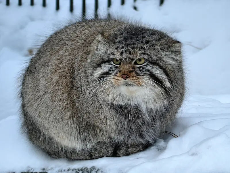 Фотография Евчика 2024 Г.р. Ⅱ в Новосибирском Зоопарке