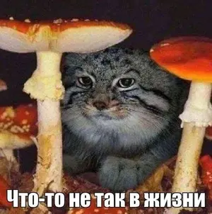 Фотография с манулом